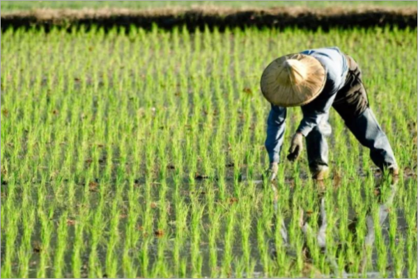 水稻种植的简单步骤是什么?