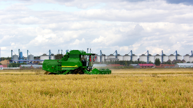 虎林市被定为全国水稻绿色高质高效行动示范县