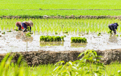 水稻种植。水稻农场