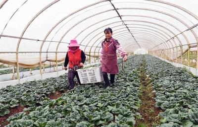 云南沾益:蔬菜种植带动农民脱贫增收