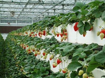 天津草莓立体种植槽价格@天津草莓立体种植槽安全无毒