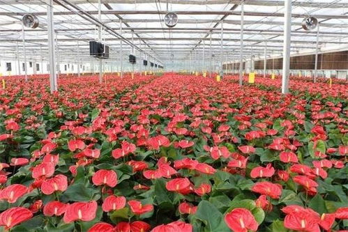济南市商河县 打响 温泉花卉 区域品牌带动5万多名农民工就业