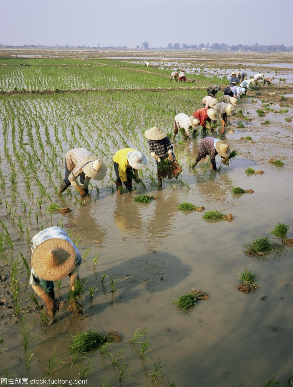 在种植水稻的农民种植水稻。拍摄在梅塞泰国清迈。