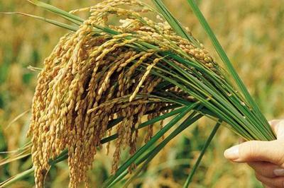 水稻种植技术与管理,常见的水稻育苗方法是秧盘育苗