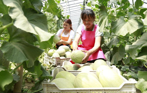 河北广宗 特色农产品种植助农增收