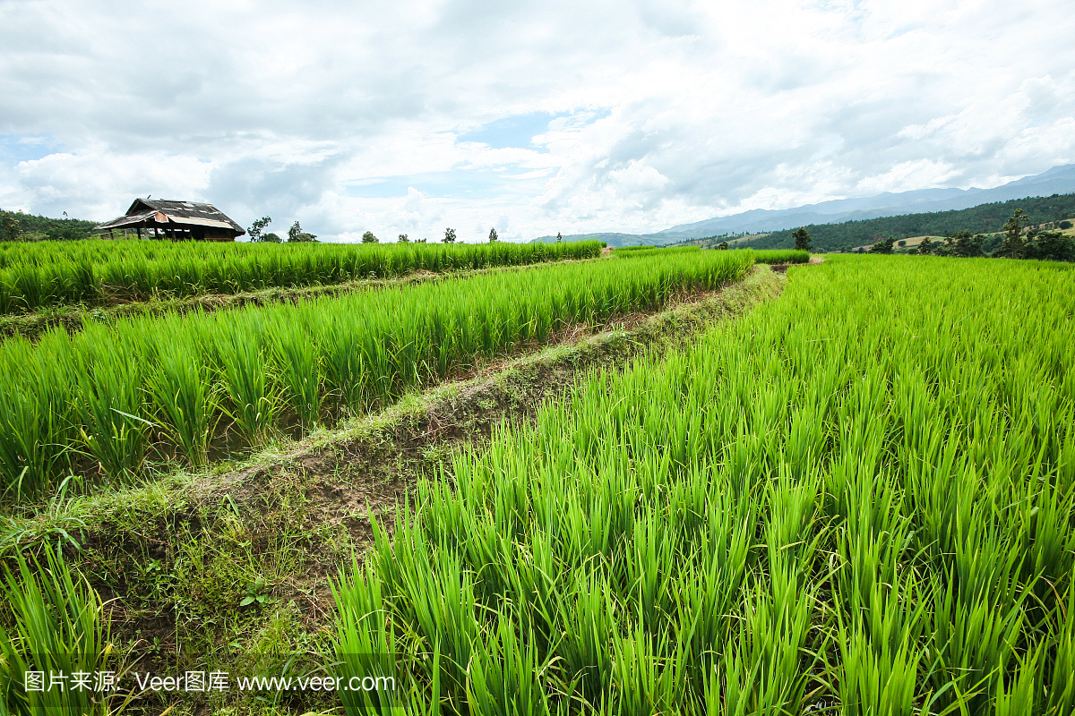 泰国北部清迈省,阳光下的新鲜绿色梯田和水稻种植园