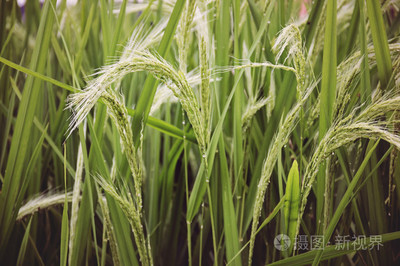 水稻种植照片-正版商用图片0e2k5h-摄图新视界